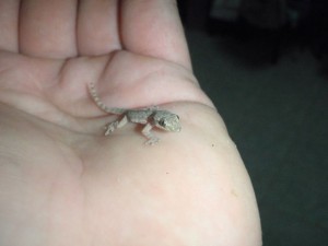 Baby Gecko 