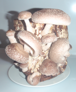 Shiitake Pilzkultur aus der PilzBox vom PilzJäger