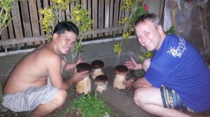 Riesen Pilz Philippinen